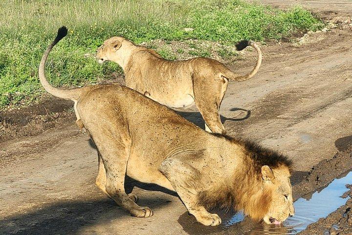 Nairobi National Park, Elephants Orphanage Private Tour