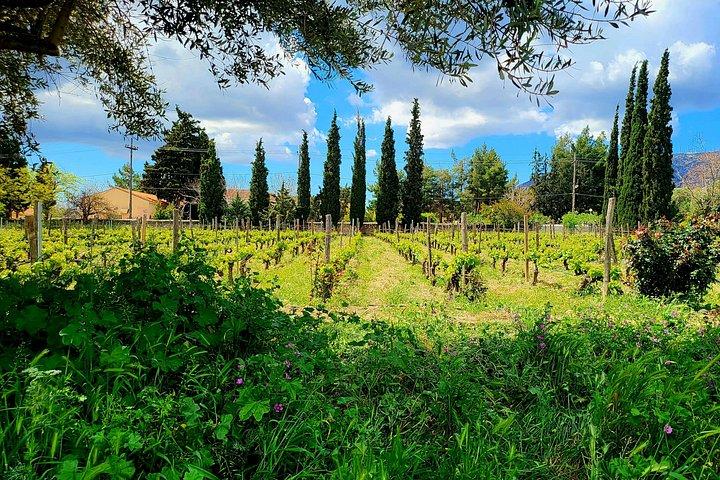 Athens Layover Vineyard Wine Tasting Private Tour