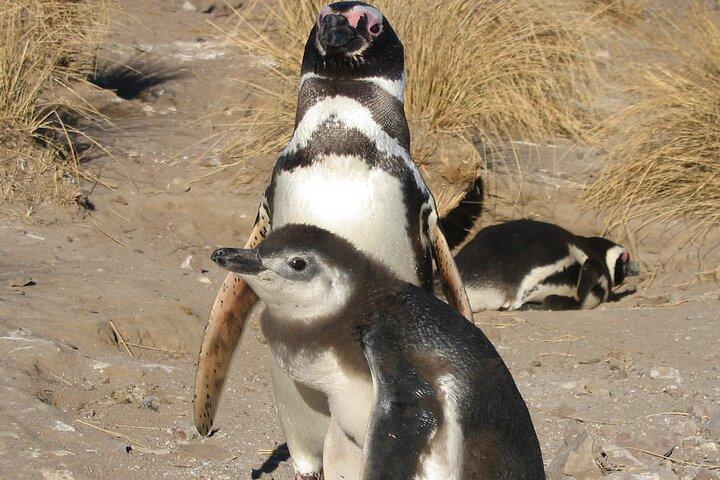 Punta Tombo krydstogtudflugt med pingviner