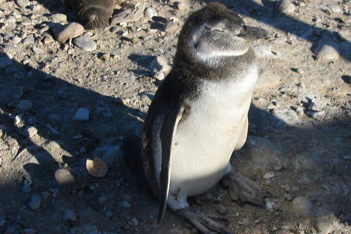 Kreuzfahrtausflug nach Punta Tombo mit Pinguinen