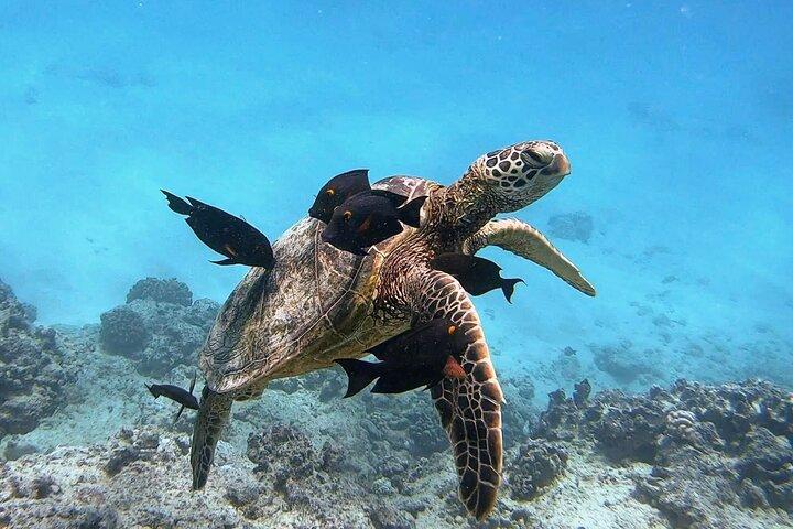 Excursão de mergulho com snorkel em tartarugas de Waikiki