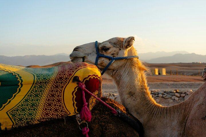 Quad, camel and dinner with show in the desert of Agafay