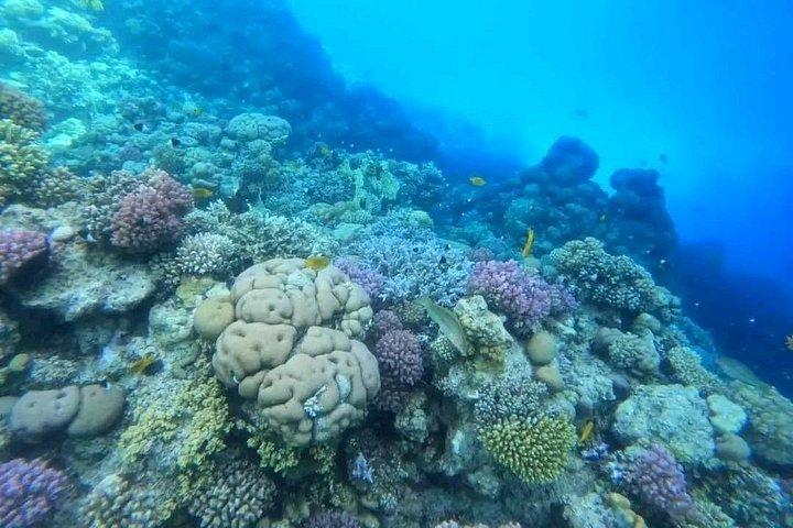 フルガダ発豪華ボートトリップ、オールインクルーシブ紅海アドベンチャー
