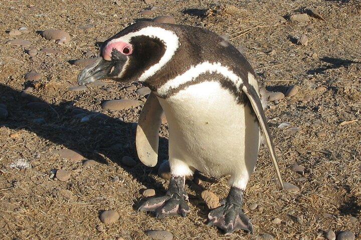 Kreuzfahrtausflug nach Punta Tombo mit Pinguinen