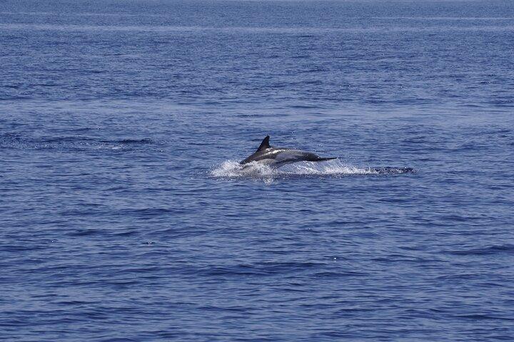 Observación de Ballenas y Delfines en Velero Eléctrico en Denia