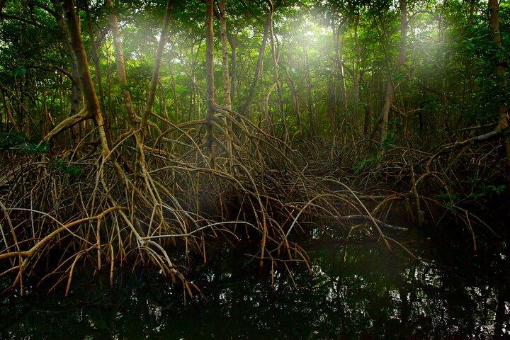 Estuário de Tamarindo: passeio de macaco de caiaque
