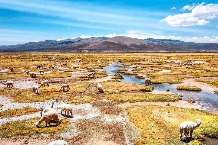Esplora il Canyon del Colca da Arequipa 2 giorni e 1 notte