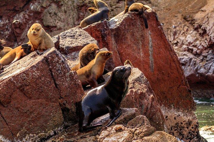 イカ発ワカチナのバレスタス島、ブドウ園、バギー