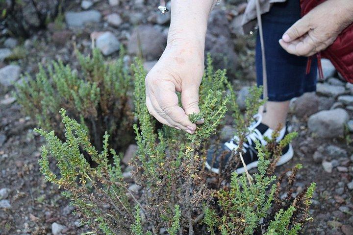 Private Full Day Tour to Colca Canyon with Breakfast