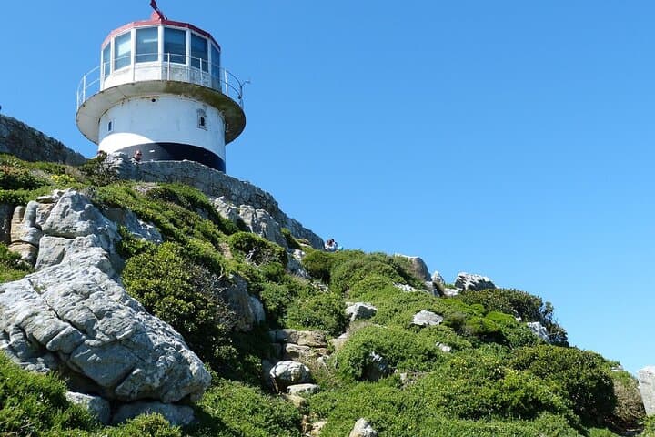 Cape Town Full Day Tour to Boulder Penguins and Cape of Good Hope