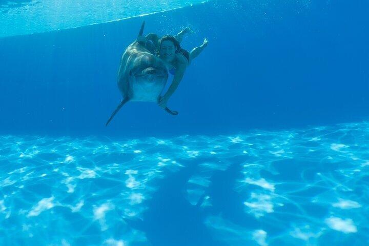 Unique Natural Space Dolphin Encounter in Cabo