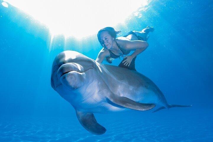 Unique Natural Space Dolphin Encounter in Cabo