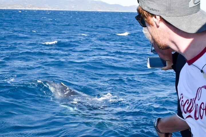Croisière d'observation des baleines et de la faune à Townsville et Magnetic Island