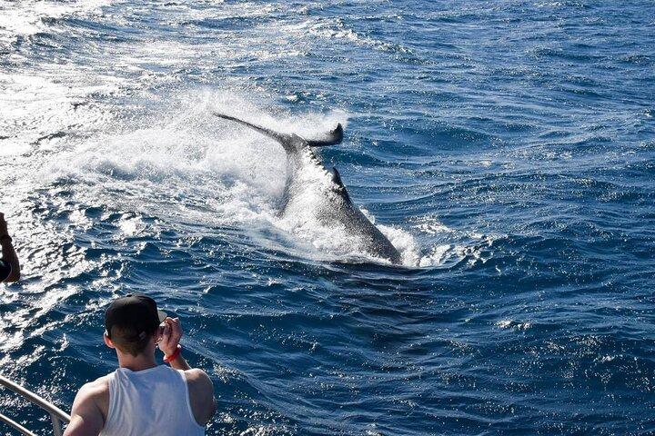Croisière d'observation des baleines et de la faune à Townsville et Magnetic Island