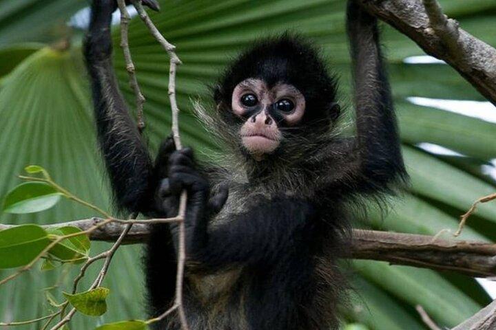 Privat rundtur Coba-ruinerna Punta Laguna Spider Monkey Cenote Maya Village