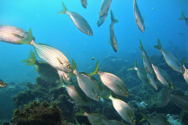 Île de Terceira : Excursion en bateau à Ilhéu das Cabras + plongée en apnée