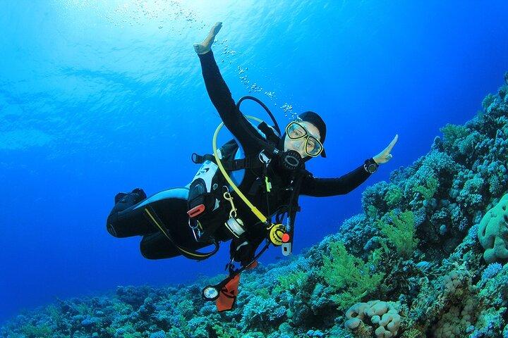 Tirana Island Trip, snorkeling, mergulho individual e almoço – Sharm El Sheikh