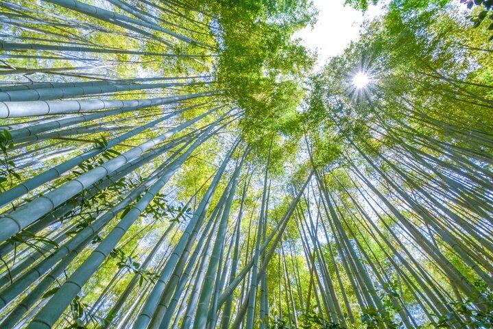 プレミアム嵐山竹林＆天龍寺＆禅ガーデンエスケープ