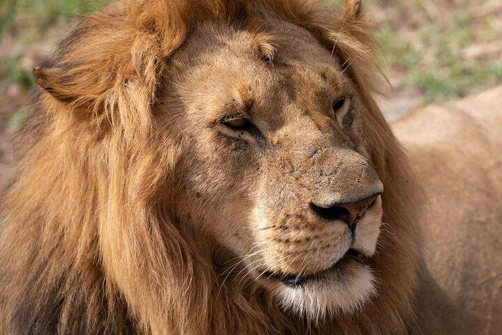 5日間のアンボセリとツァボ西国立公園野生動物サファリ