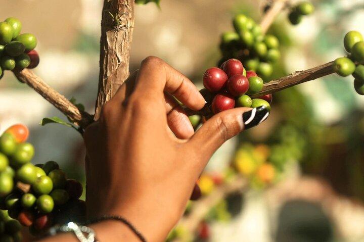 Kigali: Traditionel kaffeoplevelse (bean to brew)