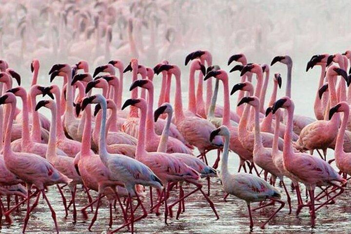 Private Tagestour zum Baringosee ab Nairobi
