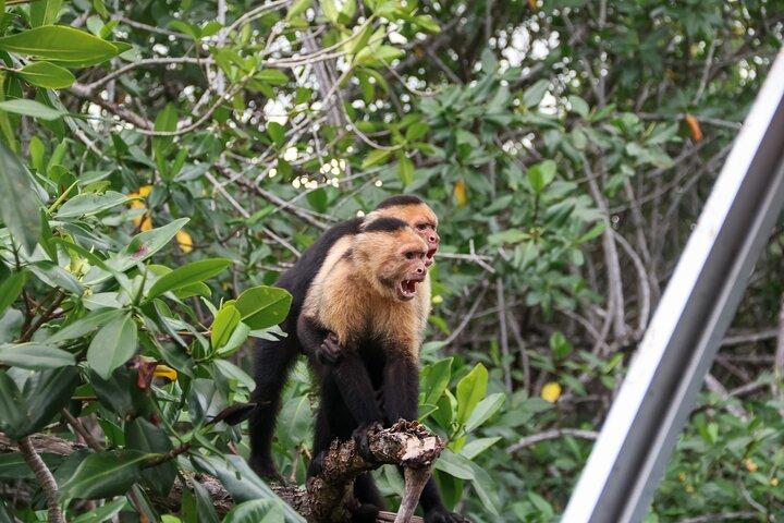 Excursion en kayak dans la mangrove | Quepos et Manuel Antonio
