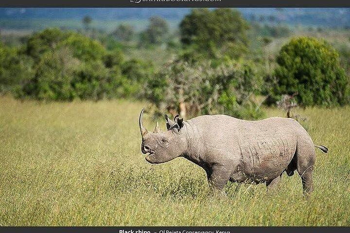 Pernottamento a Olpejeta Conservancy e Mount Kenya Hiking