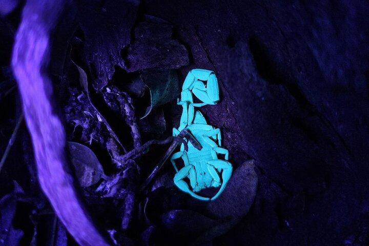 Monteverde Night Tour unik upplevelse