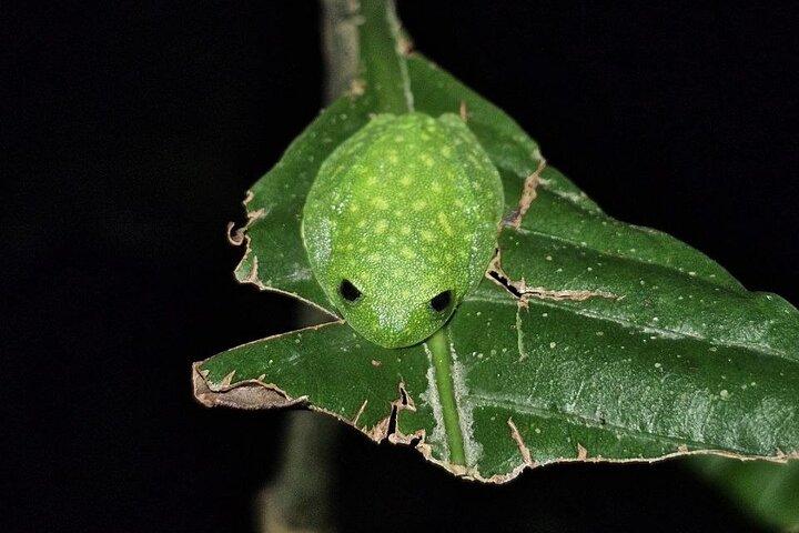 Monteverde Night Tour unik upplevelse