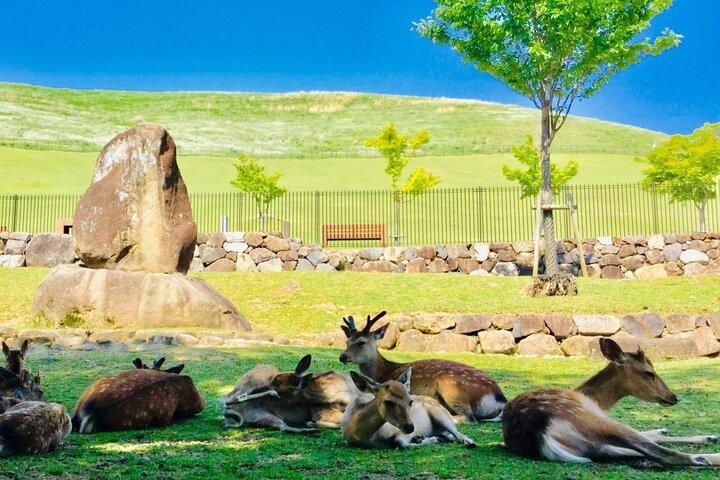 Descubra o Parque Nara: um dia com cervos e templos antigos