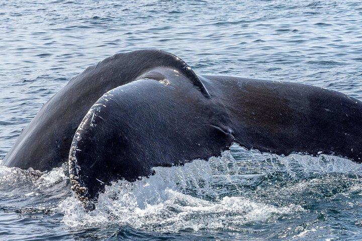 Whale Watching Adventure -Speed Boat & Small Group