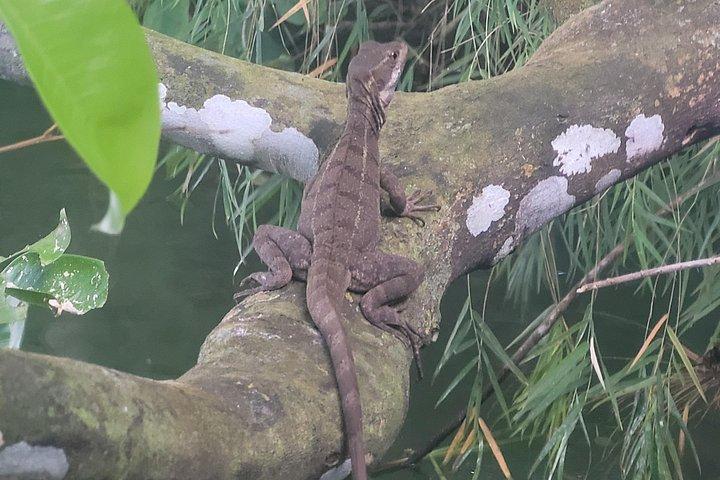 Guided Tour in Sloth Sanctuary and Monkey Island