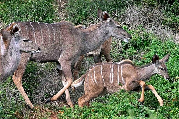 Große Abenteuersafari im Addo-Elefantenpark