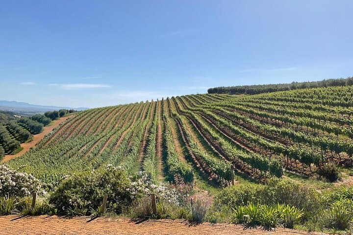 Cape Town Shared Wine Tour in Paarl, Stellenbosch & Franschhoek