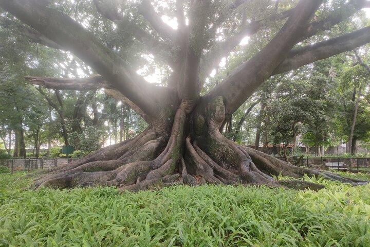 Jardim Botânico de Lalbagh Caminhada matinal + café da manhã no MTR