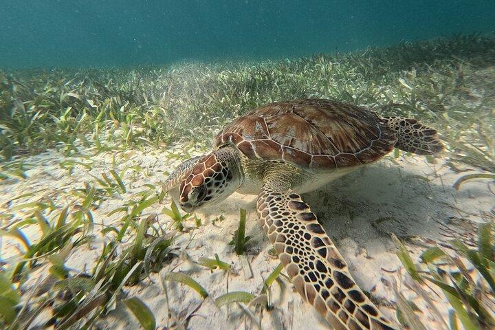 コスタマヤ、魚とサンゴ礁でシュノーケリング、カメ探し