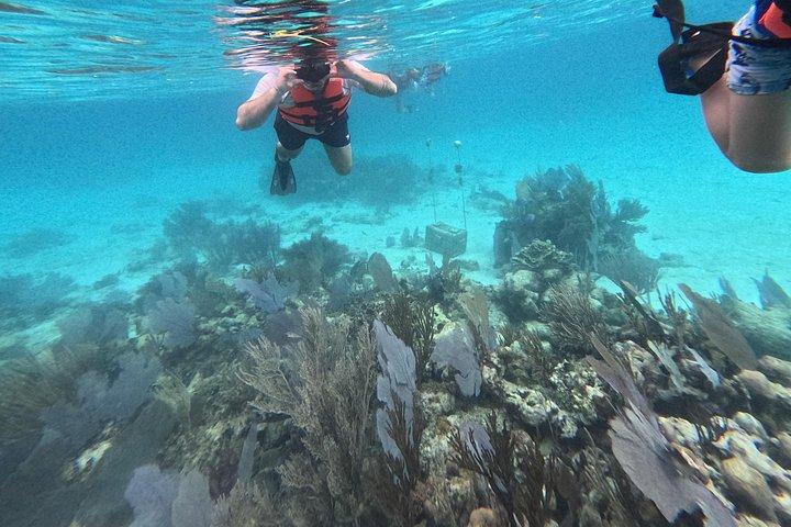 コスタマヤ、魚とサンゴ礁でシュノーケリング、カメ探し