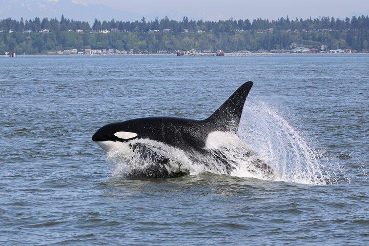 Avventura di osservazione delle balene da Vancouver BC