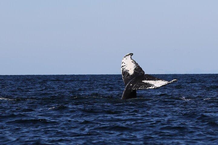 Whale Watching Adventure from Vancouver BC