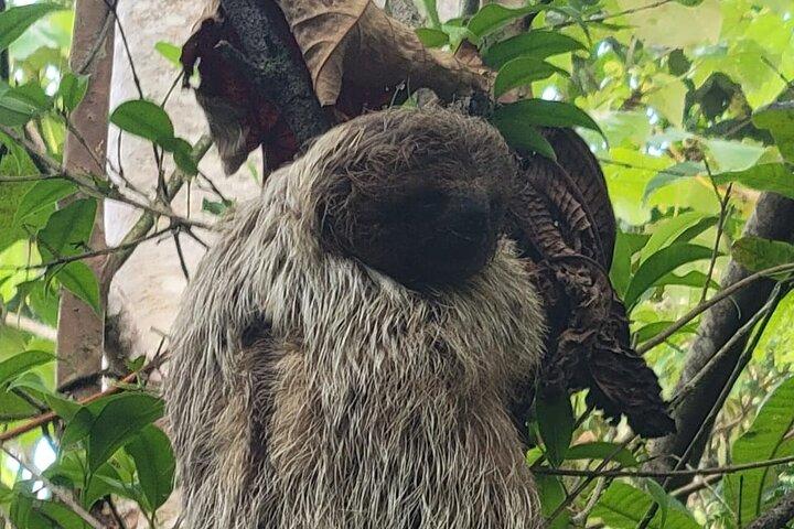 Río Celeste Waterfall & Sloth Seeking + Excursion café et chocolat