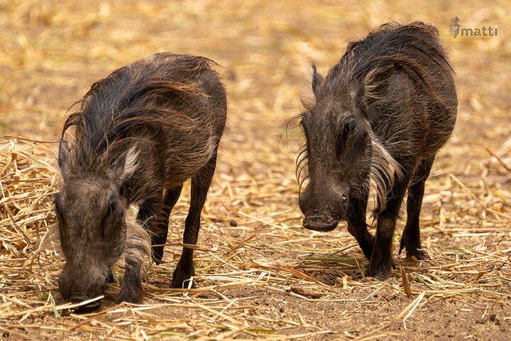 ピンク湖と組み合わせたバンディア動物保護区