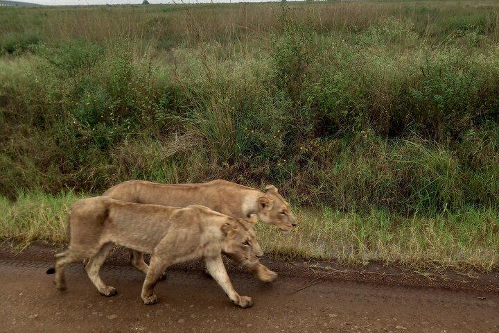 Parco nazionale di Nairobi di mezza giornata