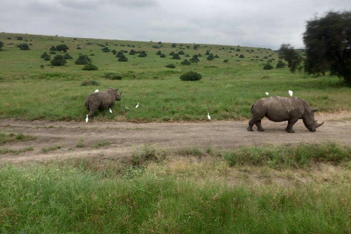 Halve dag Nairobi National Park