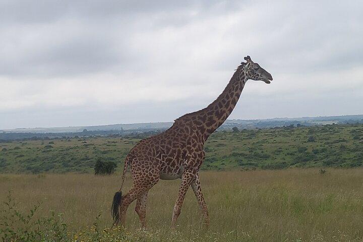 Halve dag Nairobi National Park