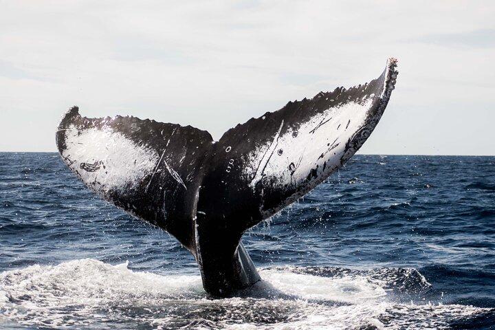 カボ・サン・ルーカスでのプライベートザトウクジラウォッチング