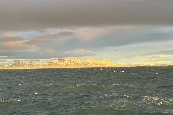 Observation des baleines du soir et croisière sur les macareux dans le soleil arctique