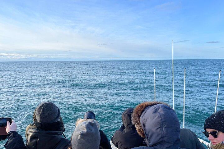 Observation des baleines du soir et croisière sur les macareux dans le soleil arctique
