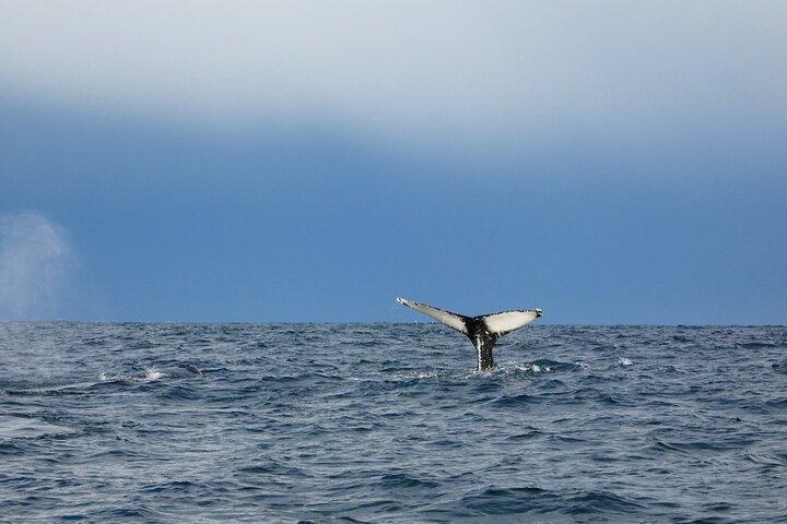 Evening Whale Watching & Puffin Cruise in the Arctic Sun