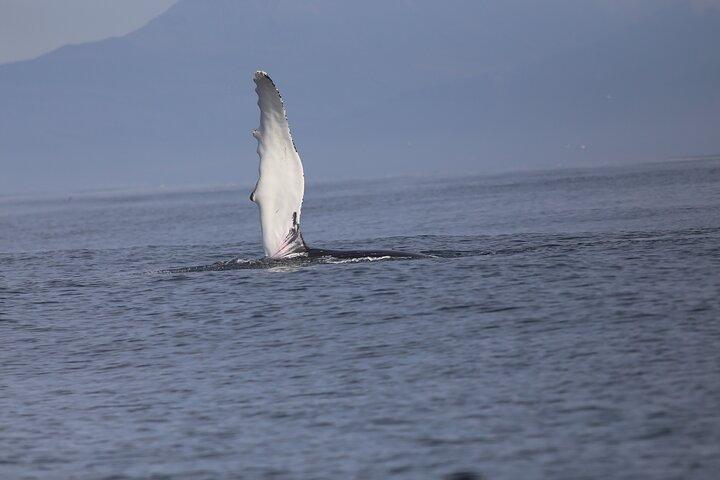 Observation des baleines du soir et croisière sur les macareux dans le soleil arctique