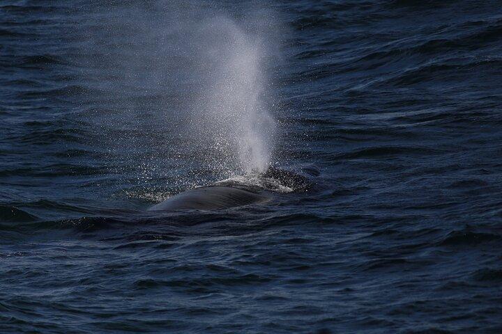 Observation des baleines du soir et croisière sur les macareux dans le soleil arctique
